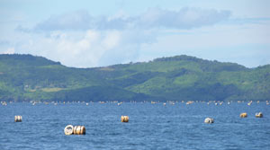 Philippine golden South Sea pearls